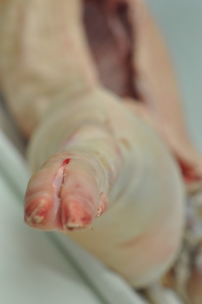 gaspor-porcelet-de-lait