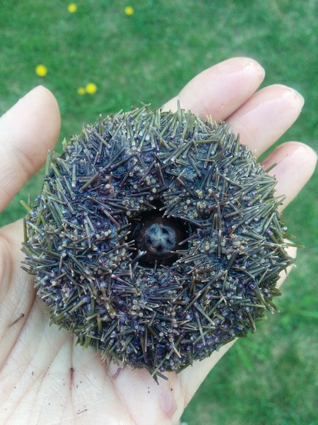 bisque-homard-oursin