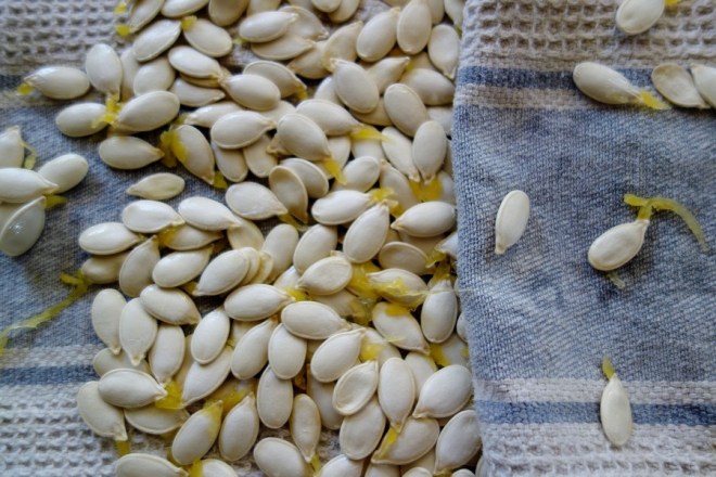 citrouille-graines