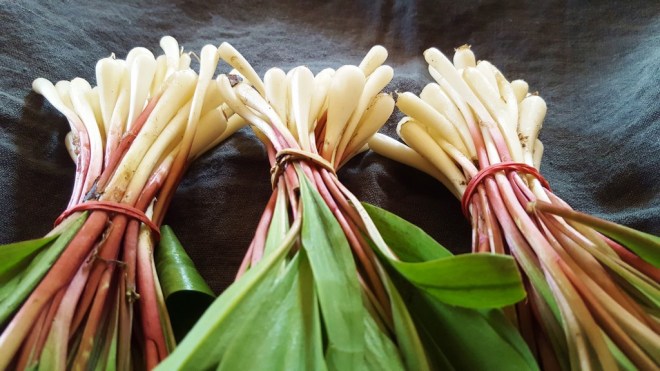 ramps-wild-garlic