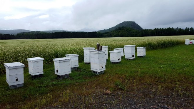 rucher-le-terroir-d-eva