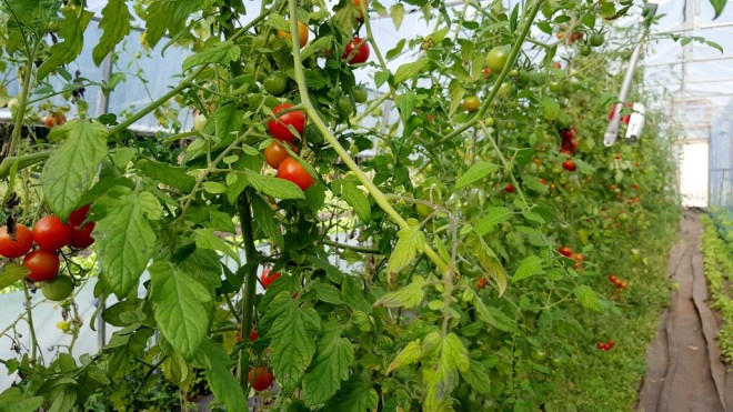 les-jardins-vertige-le-terroir-d-eva