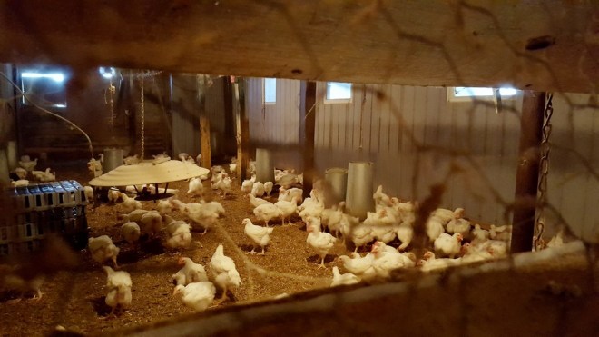 ferme-picardier-poulets