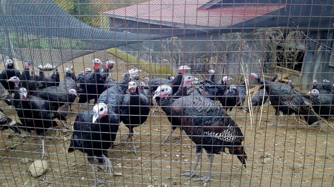 ferme-morgan-dindes-sauvages